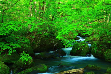 Fototapeta premium 新緑の奥入瀬渓流