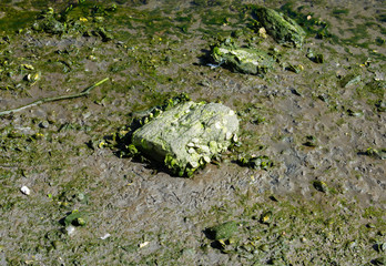 green moss on a stone