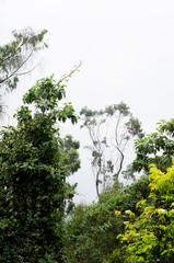 Blanco sobre árbol.
