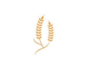 Agriculture wheat Logo Template vector icon