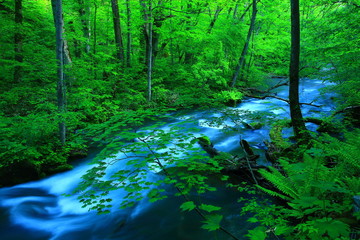 Fototapeta premium 新緑の奥入瀬渓流