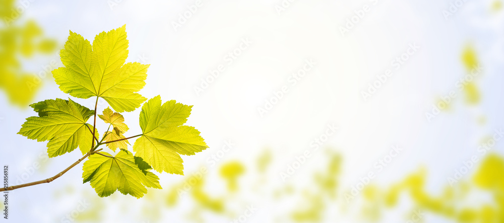 Wall mural maple tree branch spring horizontal background
