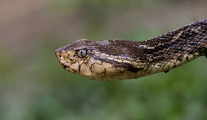 Obraz premium Fer De Lance Viper in Costa Rica 