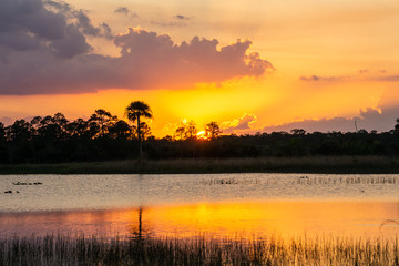 Fototapeta na wymiar Sunset at Pine Glades Natural Area, Jupiter, Palm Beach County, Florida, USA
