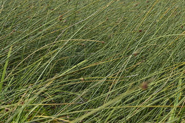 juncos inclinados por el viento