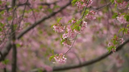 Flowers in spring series: Blossoms of Cherry flowers in small clusters on a cherry tree branch in breeze, close up view, 4K movie, slow motion.