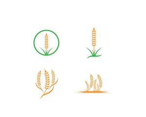 Agriculture wheat Logo Template vector icon