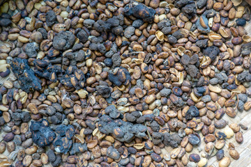 Luwak coffee, unclean coffee beans, closeup. Kopi luwak is coffee that includes part-digested coffee cherries eaten and defecated by the Asian palm civet. Island Bali, Ubud, Indonesia