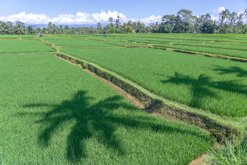 Landscape with rice fields and palm tree at sunny day in island Bali, Indonesia. Nature and travel concept
