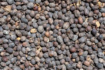 Luwak coffee, unclean coffee beans, closeup. Kopi luwak is coffee that includes part-digested coffee cherries eaten and defecated by the Asian palm civet. Island Bali, Ubud, Indonesia