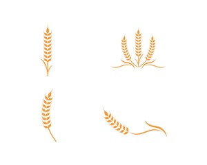 Agriculture wheat Logo Template vector icon