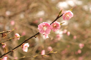 The plum blossom
