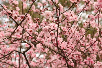 The plum blossom