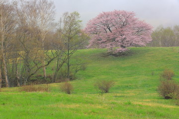 牧草地の桜