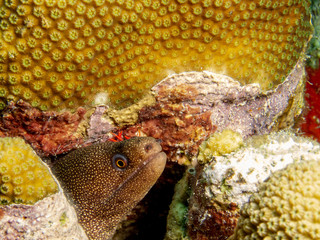 black spotted moray'