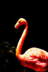 A pink flamingo in bright light against dark shadows.
