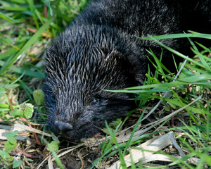 wild mink playing