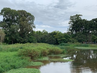 landscape with river and trees
