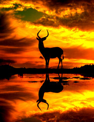 silhouette of giraffe at sunset