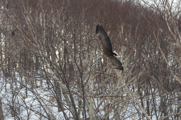 the bald-headed, white-shouldered, eagle in flight over the lake hunts in the early morning, fishes in the winter.