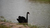 Elegant black swan walking into river and swimming away, 4k, slow motion.