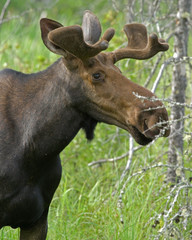 Naklejka na ściany i meble Canadian Moose in Algonquin