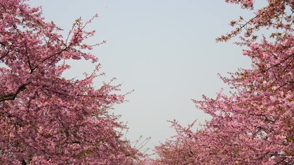 Flowers in spring series: Blossoms of Cherry flowers in small clusters on a cherry tree branch in breeze, wide view with blue sky, 4K movie, slow motion.