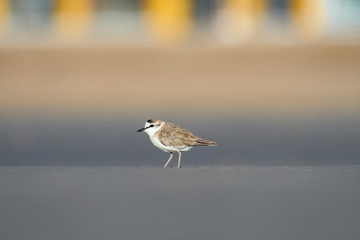 Lesser Sand Plover	
