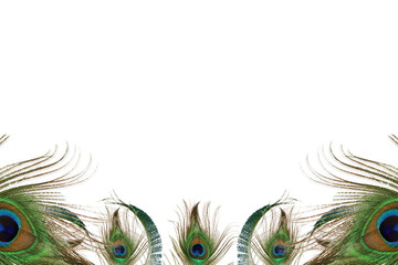 peacock feather in white background with text copy space