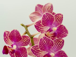 Obraz na płótnie Canvas Striped Violet Purple Orchid