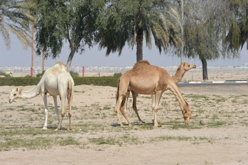 3 camels