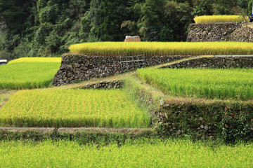 宮崎-春の平棚田
