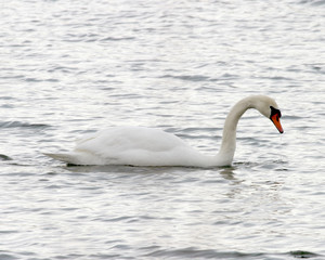 Mute Swan