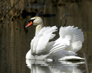 Fototapeta premium Mute Swan