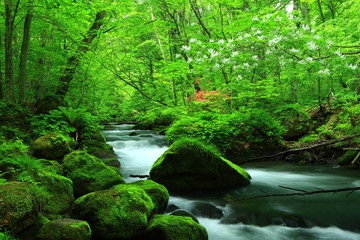 新緑の奥入瀬渓流