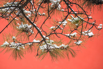 The pine tree covered with snow against the red wall