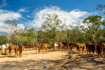 Vinales, Cuba. Horse riding