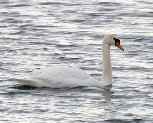 Fototapeta na wymiar Mute Swan