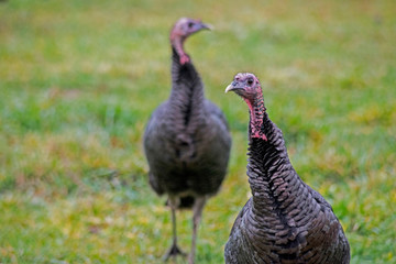 Closeup wild Turkeys looking at the camera.