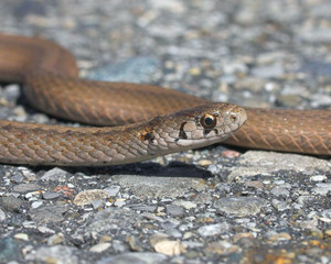 Brown snake