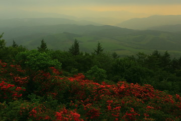 室根山のつつじ