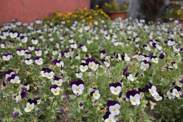 flowers in the garden