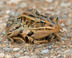 leopard frog