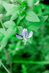 Obraz na płótnie Canvas blue and white flower