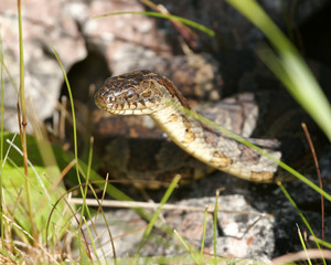 Northern Water snake
