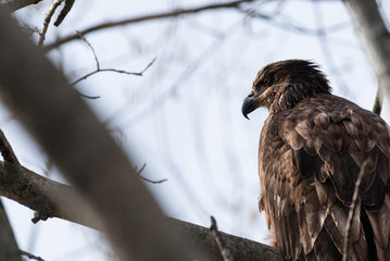 Red-tailed Hawk