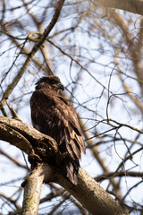Red-tailed Hawk