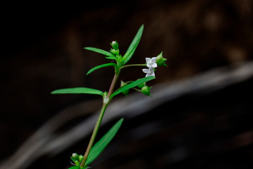 green grass with dark background