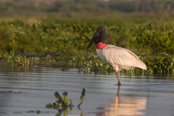 Jabiru mycteria — Tuiuiú in the Brazilian Pantanal