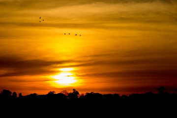 Fototapeta na wymiar Birds flying in the sunset